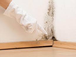 Best Attic Mold Removal in USA